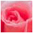 Animated contact sheet of a red rose icon with text appearing frame-by-frame, showing progressive reveal of "Happy Valentine's Day" over five frames.