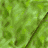 Animated sequence of a brown insect with translucent wings on green leafy background, showing movement from left to right across frames.