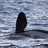 A pixelated image of a whale's dorsal fin emerging from water, with cyan text on the right reading 'Now Gimme Some Fin !!!!'