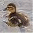 A pixelated duckling swims in water with a pink 'Rawh' text overlay on the right side of the frame.