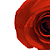 Static close-up of a red rose with layered petals on white background, rendered in pixelated style at 256x256 resolution.