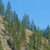 Pixelated landscape with green trees on a hillside under a clear blue sky, rendered in low-resolution digital style.