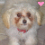A pixelated dog with light brown and white fur wears a red collar; the left image shows a pink heart above its head, while the right image shows a white heart.
