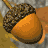 Animated sequence of acorns on a textured gray background with golden-brown leaves, showing subtle size and position shifts across frames.
