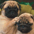 Two light brown pug dogs with dark facial masks and wrinkled muzzles face forward against a blurred greenish-yellow background.