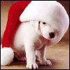 A small white puppy wearing a red and white Santa hat, standing on a wooden floor with a blurred background.