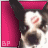 Animated sequence of a dog's face with text changes on pink background, showing 'I love', 'my', and 'Boston' in different frames.