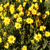 A static pixelated image of yellow flowers with brown centers against a dark green background, rendered in a low-resolution style.