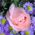 A pixelated close-up of a light pink rose with subtle red accents, surrounded by purple and green foliage.