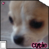 A small dog's face appears in a of nine , each with 'cutie' text and heart symbols; the top-left shows a pink heart while others show white hearts