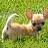 A pixelated image of a light-colored animal lying on green grass with its head turned toward the right.
