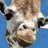 Animals icons for AIM, MSN, MySpace and Yahoo