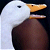 Pixelated close-up of a duck's head with white feathers, an orange beak, and dark eye against a black background.