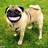 A pixelated pug dog with a wide open mouth stands on green grass against a bright yellow background with pixelated text.