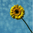 Pixelated yellow flower with brown center and black stem on blue pixelated background.
