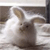 Animals icons for AIM, MSN, MySpace and Yahoo