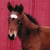Brown horse with white blaze on forehead against red background, text 'horses+love' in pink pixelated font.