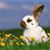 Pixelated image of a white rabbit with brown ears and nose sitting in a field of yellow flowers under a blue sky.