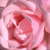 Static 50x50 pixel icon depicting a close-up of pink and red rose petals with soft gradients, low-resolution dithering, and no visible text or additional elements.