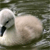 Animals icons for AIM, MSN, MySpace and Yahoo