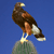 Pixelated image of a bird with brown and white plumage perched on a greenish object against a solid blue background.