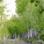 Pixelated green and white landscape with dense foliage, a bright light source on the left, and a grayish ground area at the bottom.