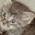 A cat with blue eyes and brown fur appears in the top-left, while a white arrow pointing left and a curved line appear on black background in the top-right.