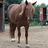 A pixelated image of a brown horse standing on a dirt path with greenery in the background, accompanied by white text reading "He's Just A LITTLE BOY".