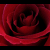 A static image shows a red rose on the left and text in orange-red font on dark backgrounds to the right and below.