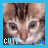 A kitten's face with shifting expressions and text labels beneath it, displayed in a of four against a blue background