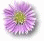 flower icons transitions from purple and yellow daisies to blue hydrangeas, then pink chrysanthemums with green centers