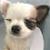 Pixelated close-up of a dog's face with light-colored fur and dark ears, displayed as a static buddy icon on a gray background.