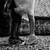 Black-and-white animated icon shows a figure standing in a grassy area with trees and a building in the background, the figure's head moves slightly left to right across frames.