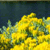 Static pixelated image of yellow and green floral shapes against a dark blue background with no visible text or distinct objects.