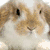 A split-screen image with a rabbit on the left and text on the right, showing two states: one where the rabbit is upright and another where it appears to be lying down.