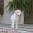 Static pixelated image of a light-colored dog standing on a paved surface with green foliage in the background.