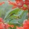 Animated sequence of stylized text and symbols on a floral background with red flowers and green leaves.