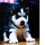 Pixelated dog with white and brown fur, black nose, dark eyes, and upright ears against a dark blue background.