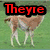 Four- of alpaca images with red text overlays reading Theyre bringin sexy back!! on a grassy background