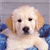 Pixelated close-up of a light-colored dog with dark eyes and nose, positioned against a blue and gray background.