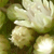 Pixelated image of light-colored flowers with green foliage on a dark background, appearing as a low-resolution digital icon.