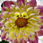A 48x48 pixel animated contact sheet showing three frames of a flower icon with yellow and pink petals, displayed in a 2x2 grid layout on a gray background.