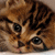 A static image shows a brown tabby kitten with dark stripes and large eyes on the left, next to multiple instances of pink text reading "Adorable" scattered across a solid brown background.