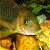 A pixelated fish with yellow-orange body and white underbelly appears against a green background with bright green text reading 'Original Icons .com'.
