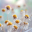 Flickr: The Help Forum: Can't see any images (China June 7th 12.30pm) 中国－看不见图片