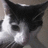 A black-and-white cat face with dark ears and white muzzle appears in four showing slight head movement
