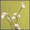 Static image of white flowers on dark branches against a muted yellow-green background with pixelated rendering.
