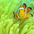 Pixelated yellow-orange fish with white stripe on head and black fins swims against greenish background.