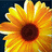 A pixelated sunflower with yellow and orange petals radiating from a dark brown center against a dark blue background.