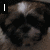 A pixelated dog face with a shiny spot on its head appears in four , two with text overlays reading "LUV" and "MY PUPPY."
